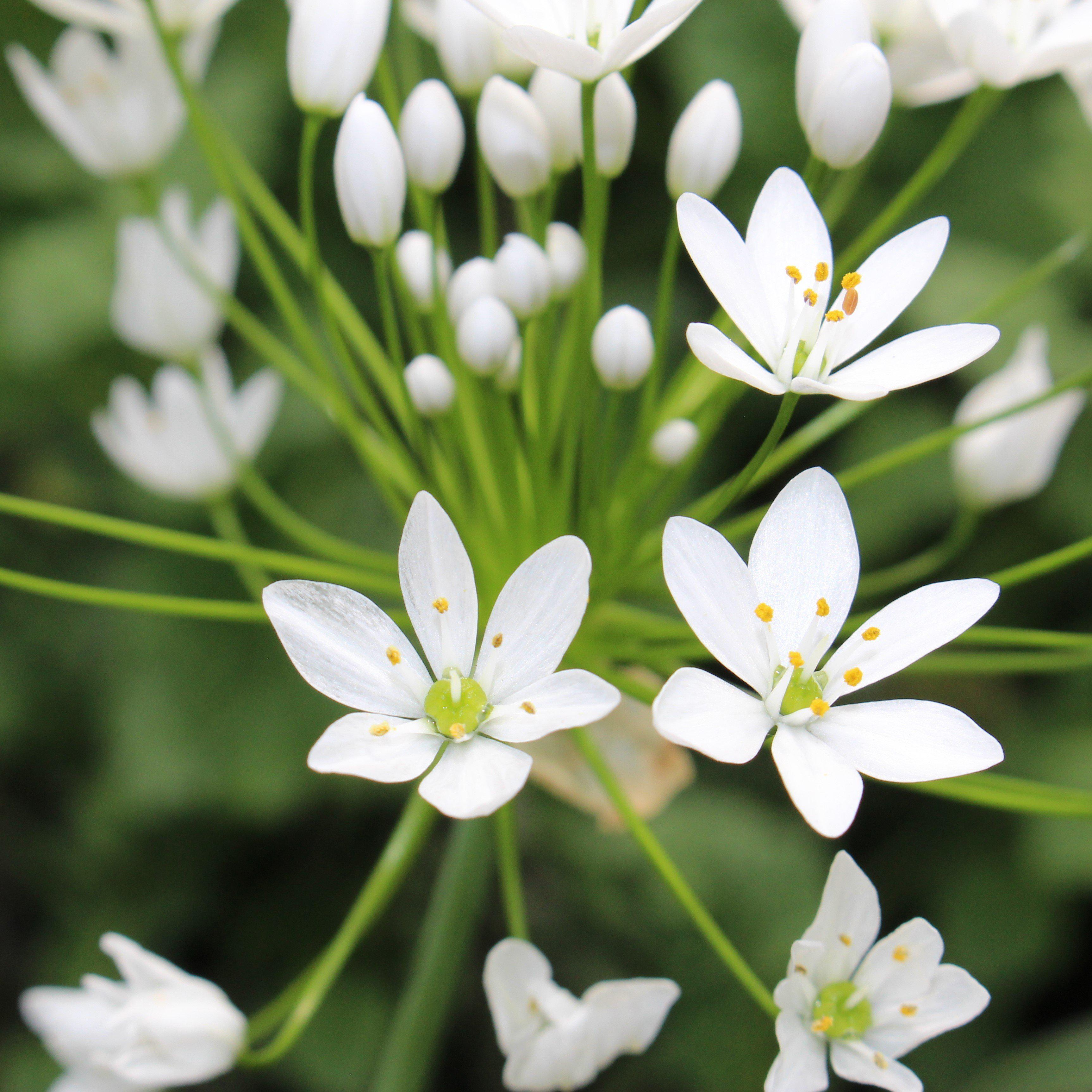 Allium - Summer Sparkler Mix