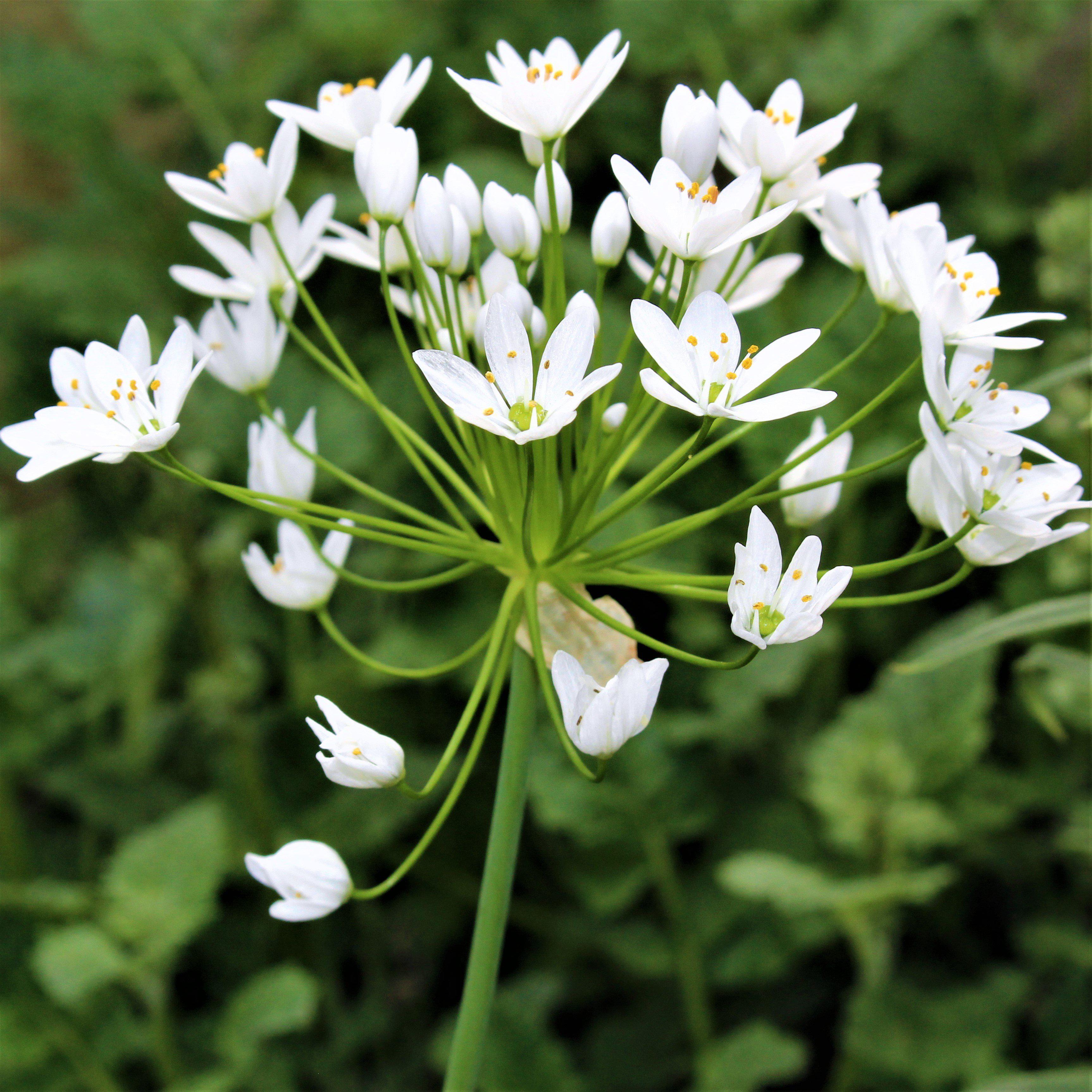 Allium - Neapolitanum Naples Garlic