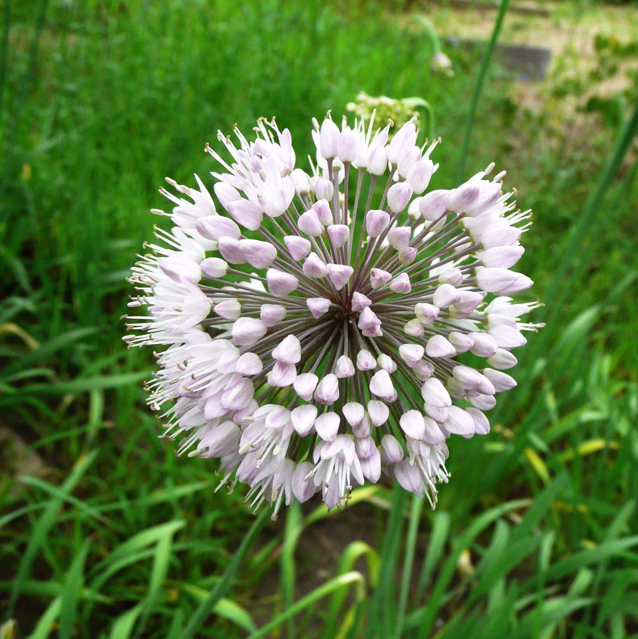 Allium - Summer Sparkler Mix