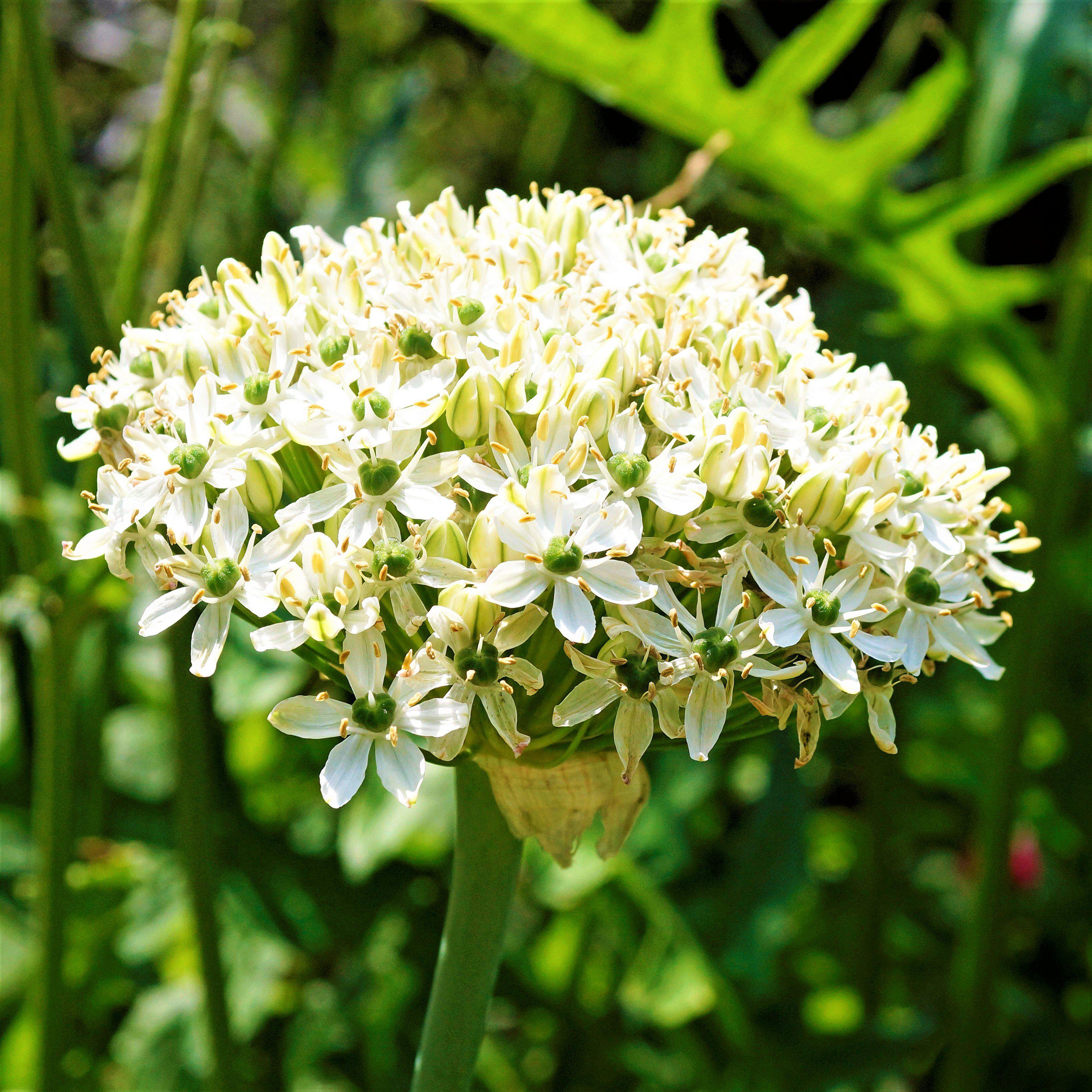 Allium - Sonoma Collection