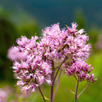 Allium - Summer Sparkler Mix