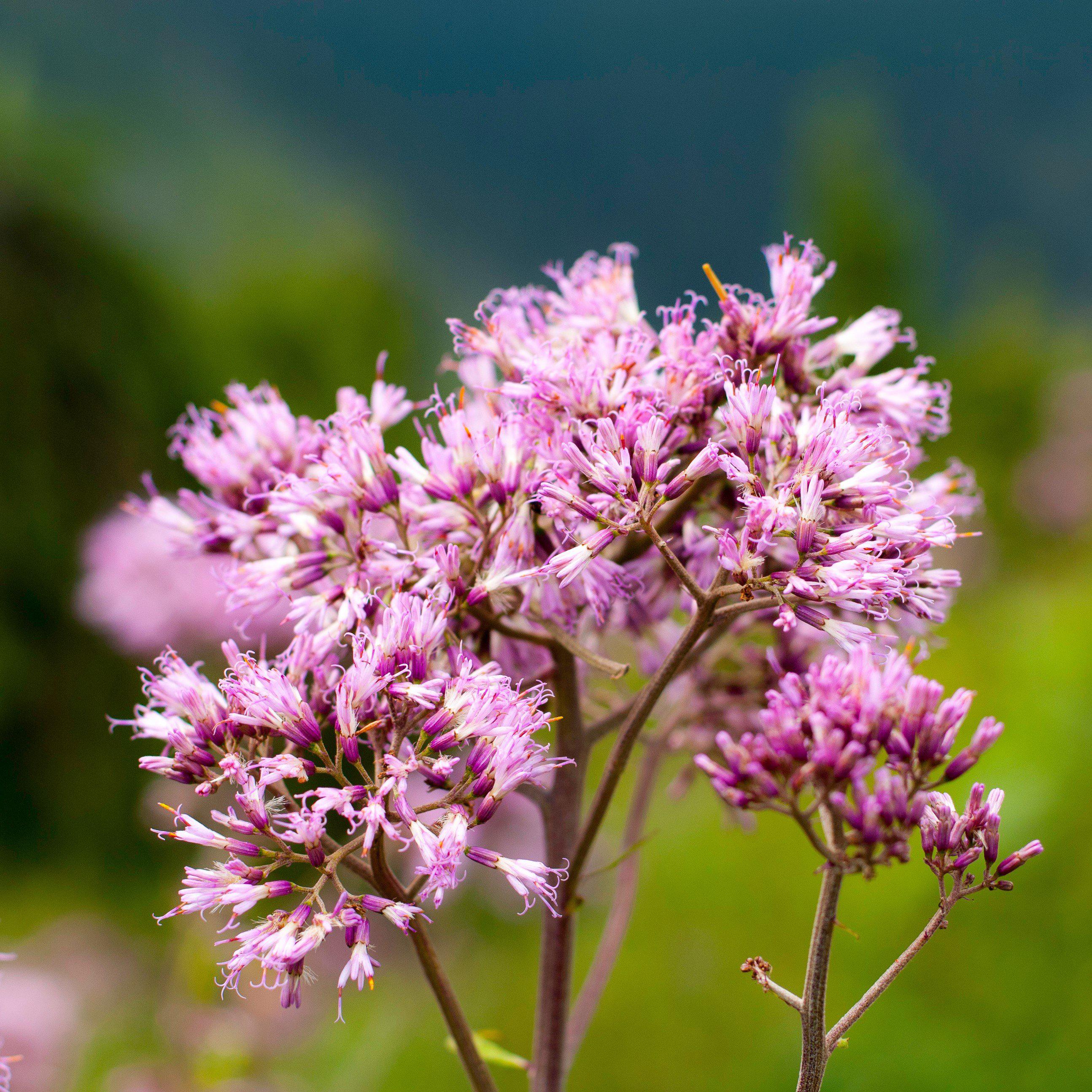 Allium - Summer Sparkler Mix