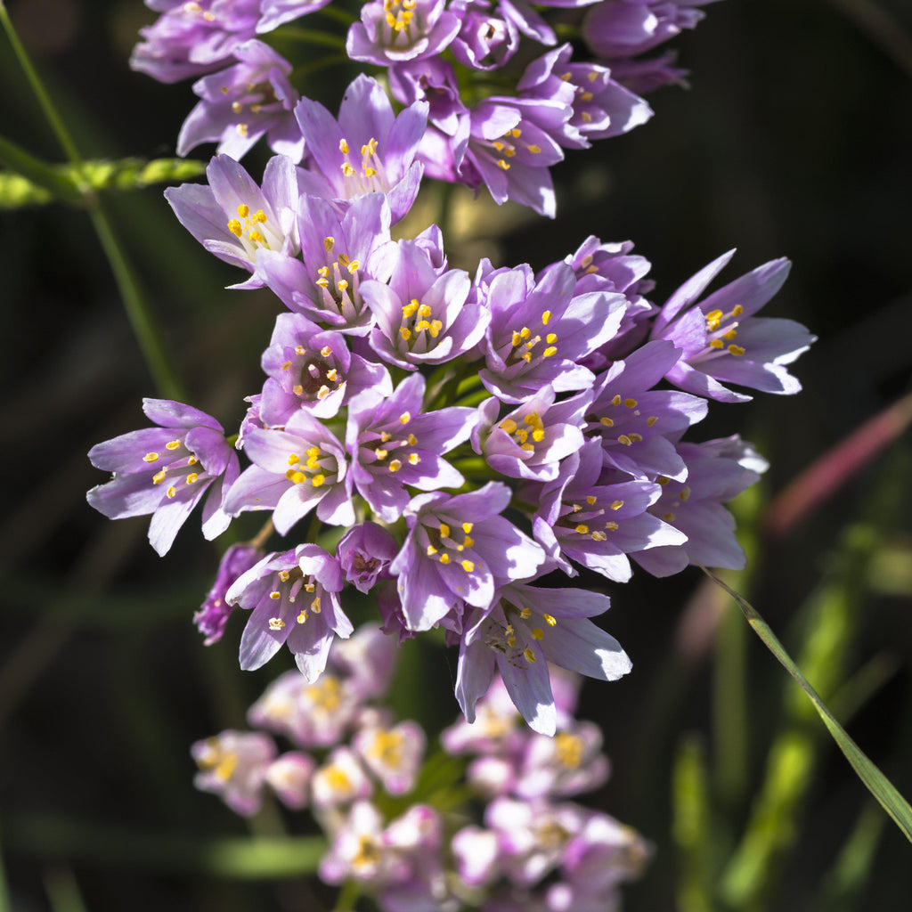 Allium - Summer Sparkler Mix