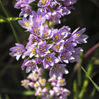 Allium - Summer Sparkler Mix
