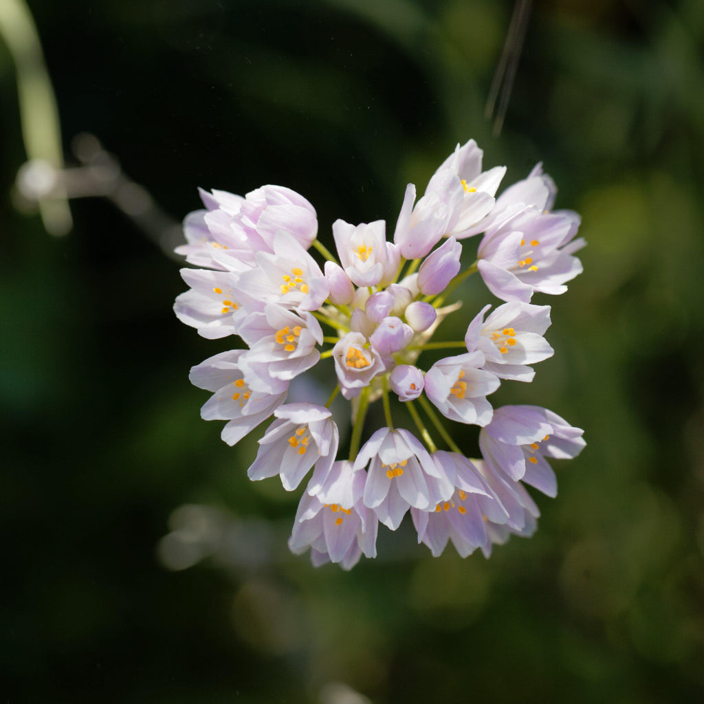 Allium - Summer Sparkler Mix