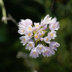 Allium - Summer Sparkler Mix