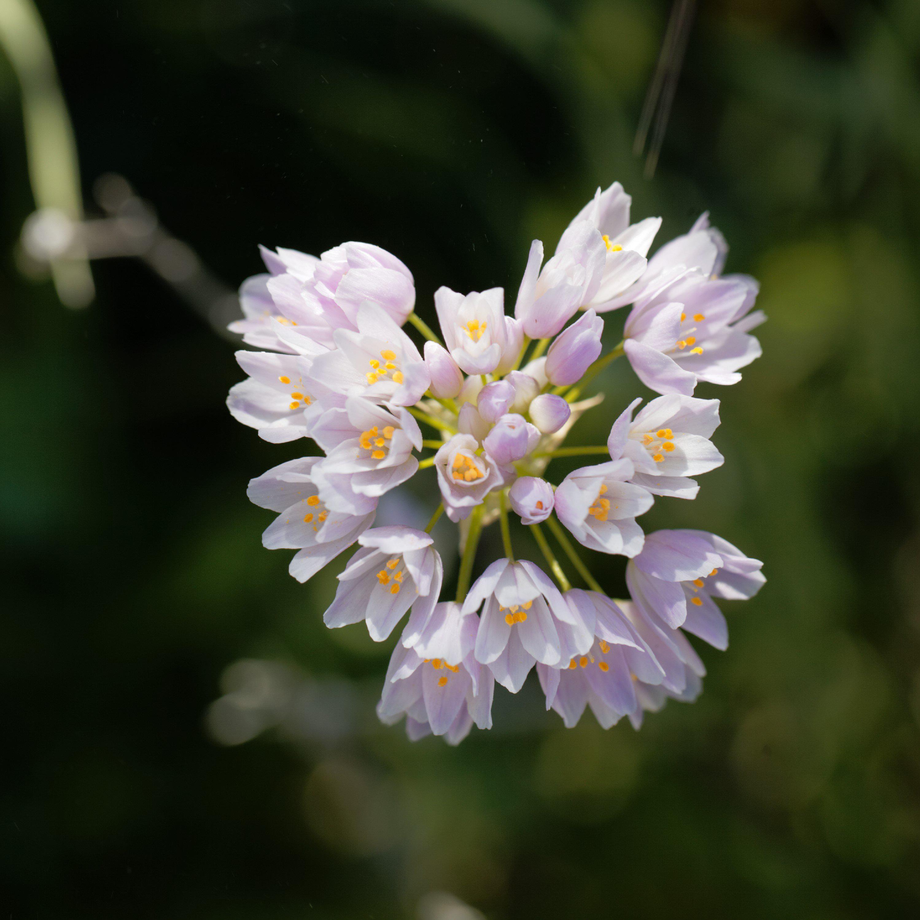 Allium - Summer Sparkler Mix
