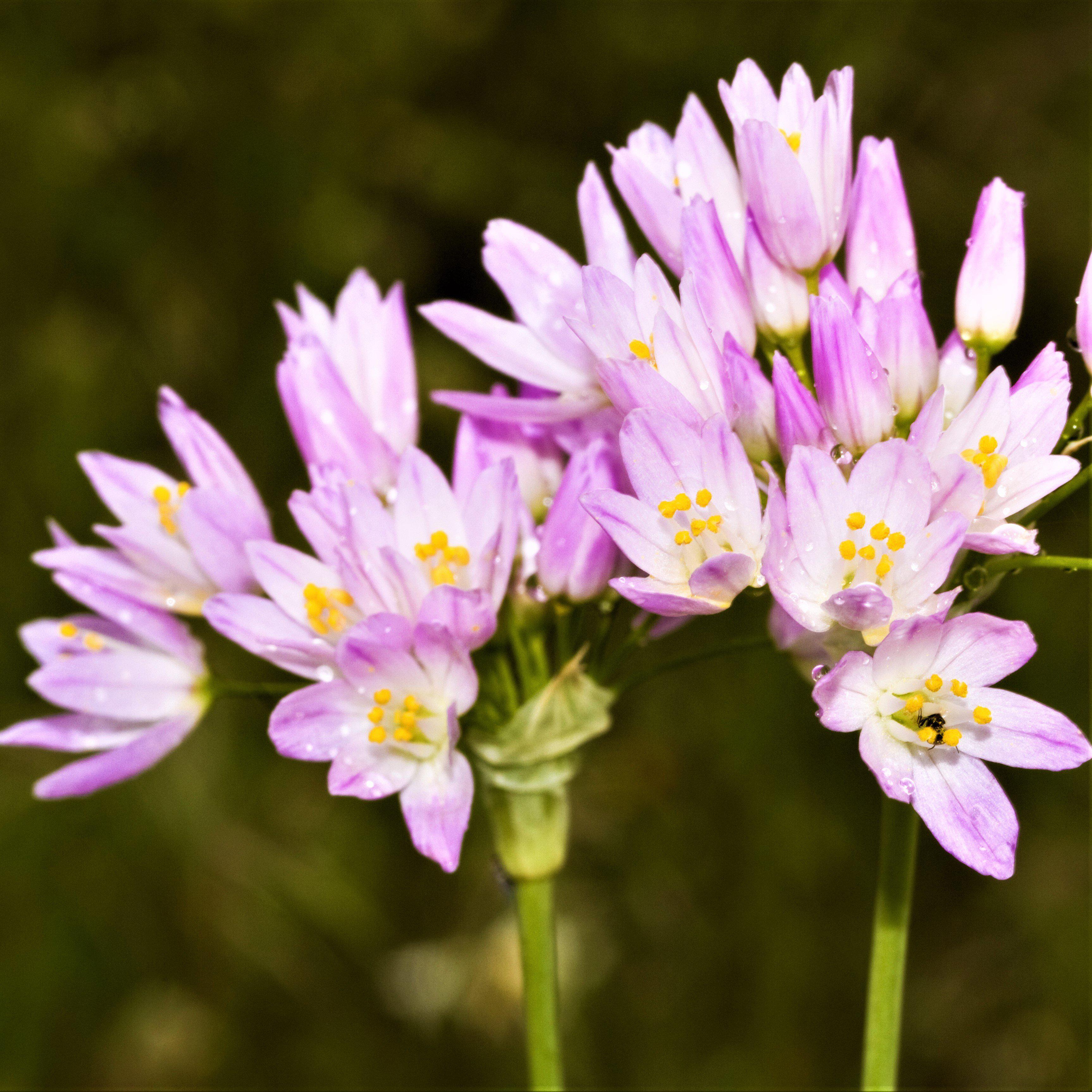 Allium - Summer Sparkler Mix