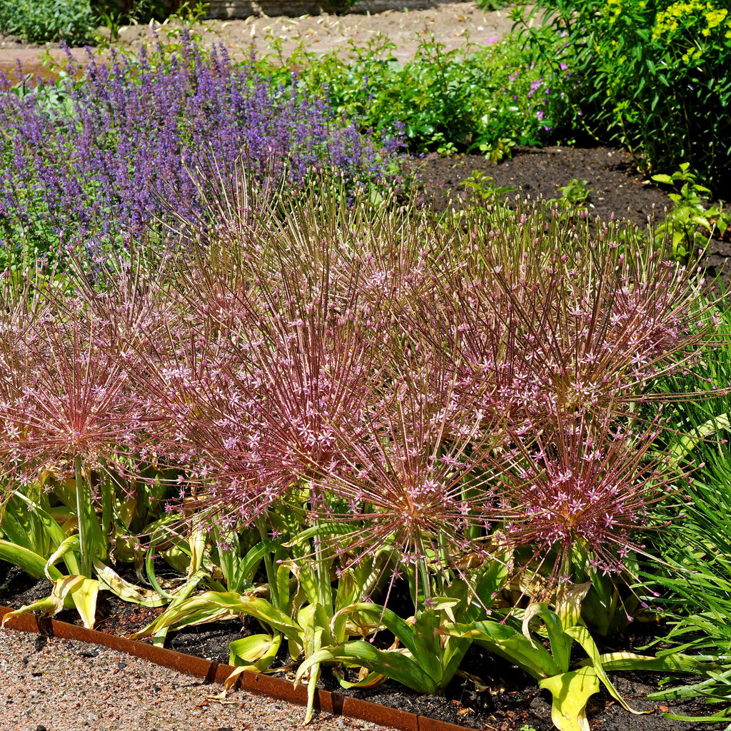 Allium - Schubertii