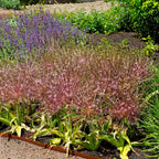Allium - Schubertii