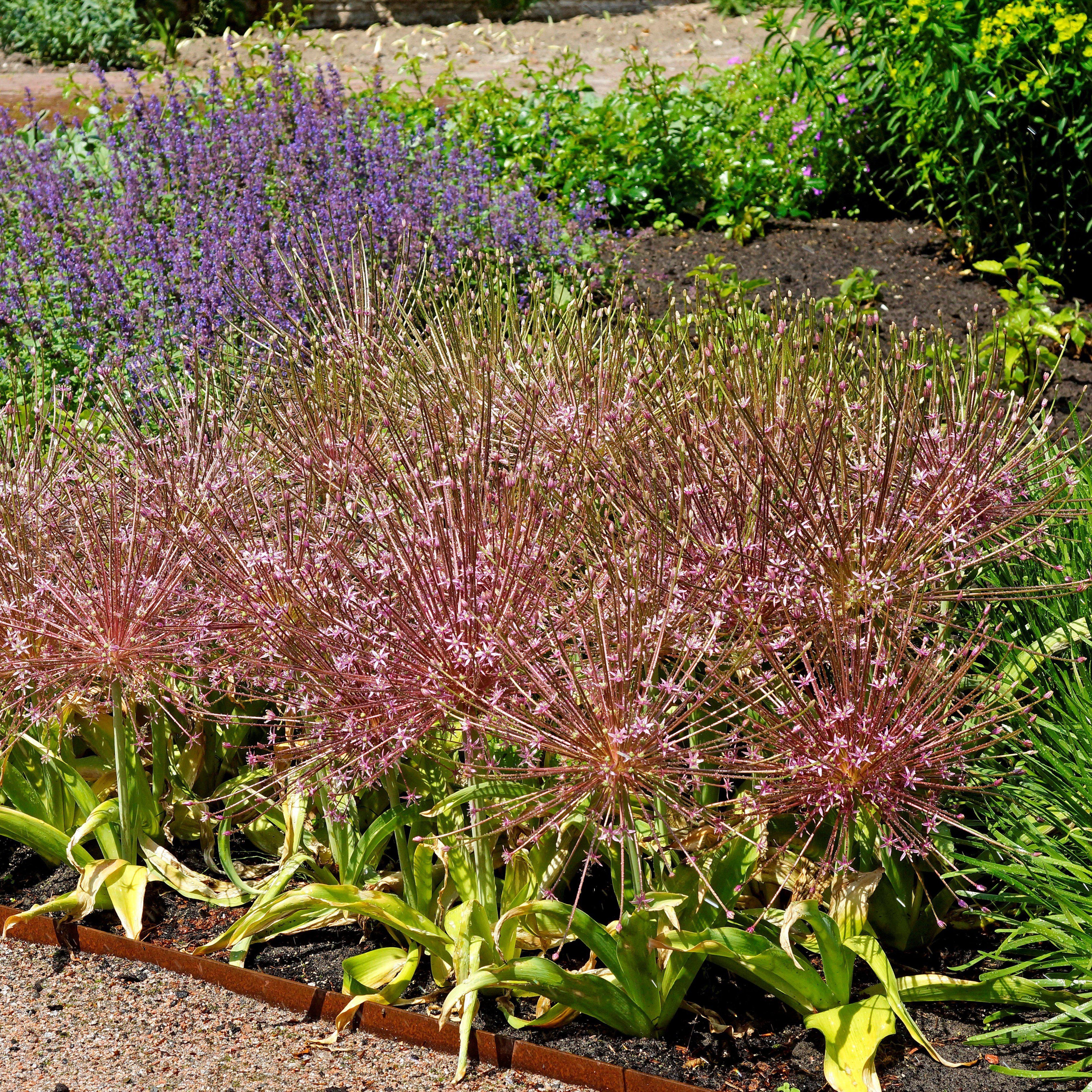 Allium - Schubertii