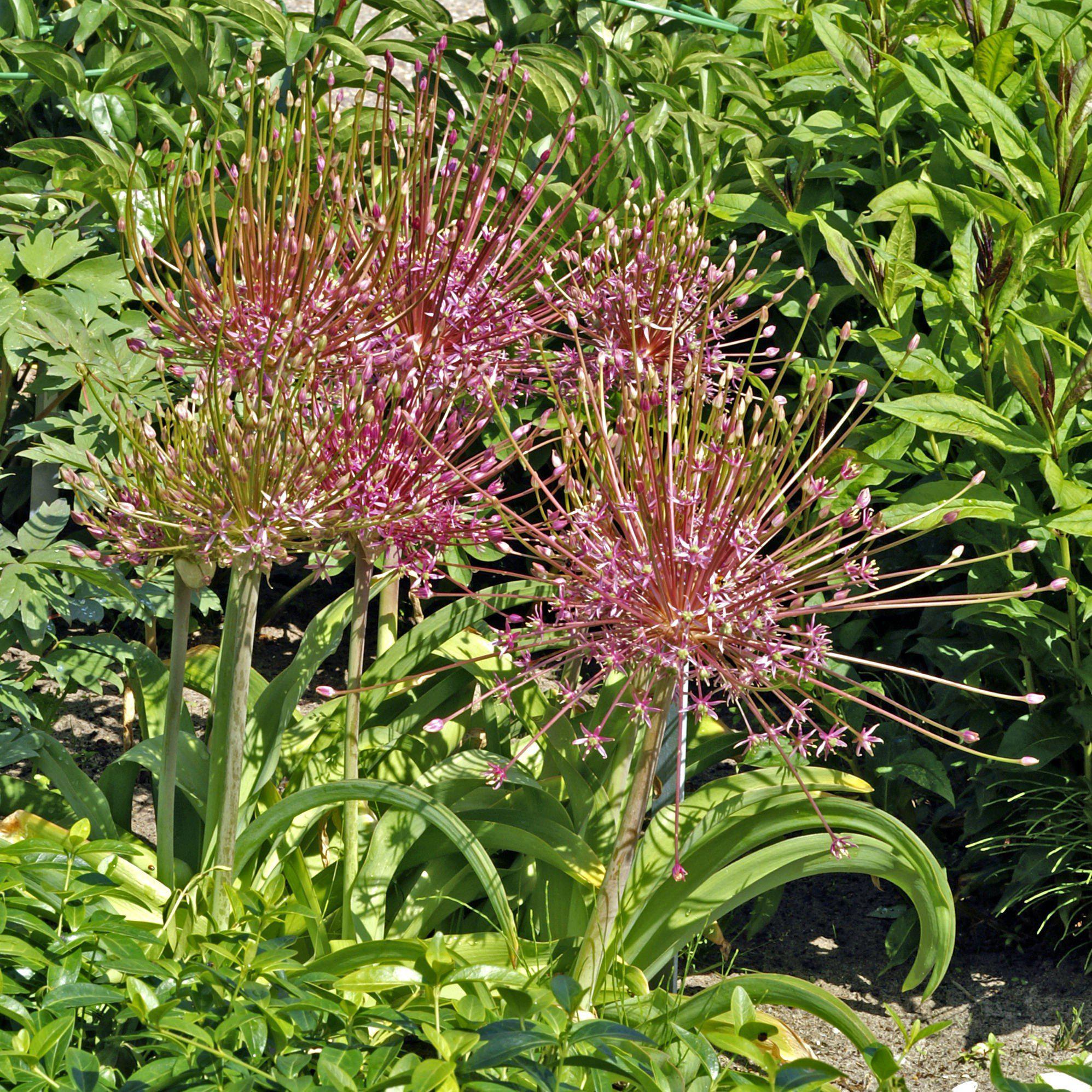 Allium - Schubertii