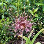 Allium - Schubertii