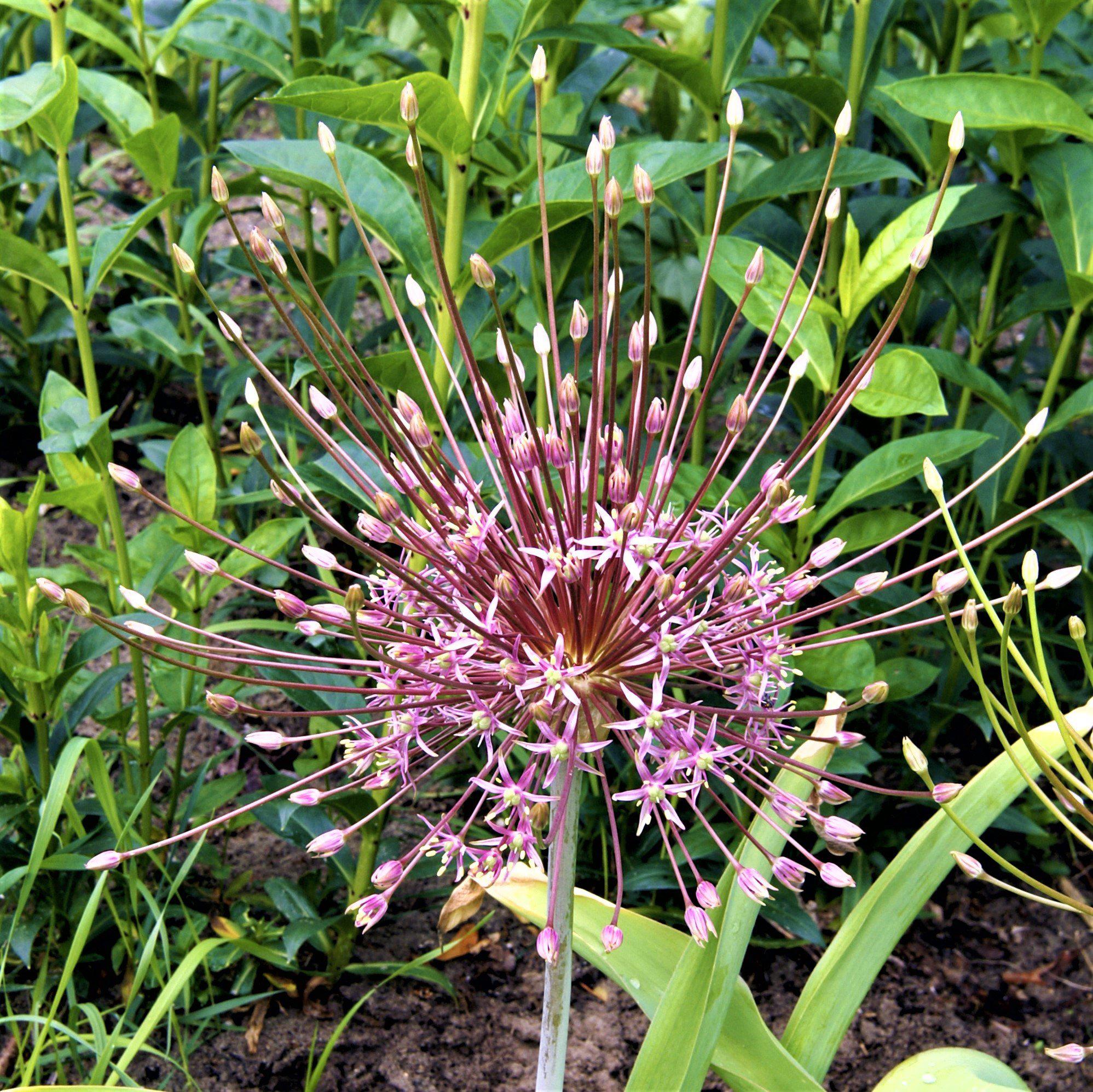 Allium - Schubertii