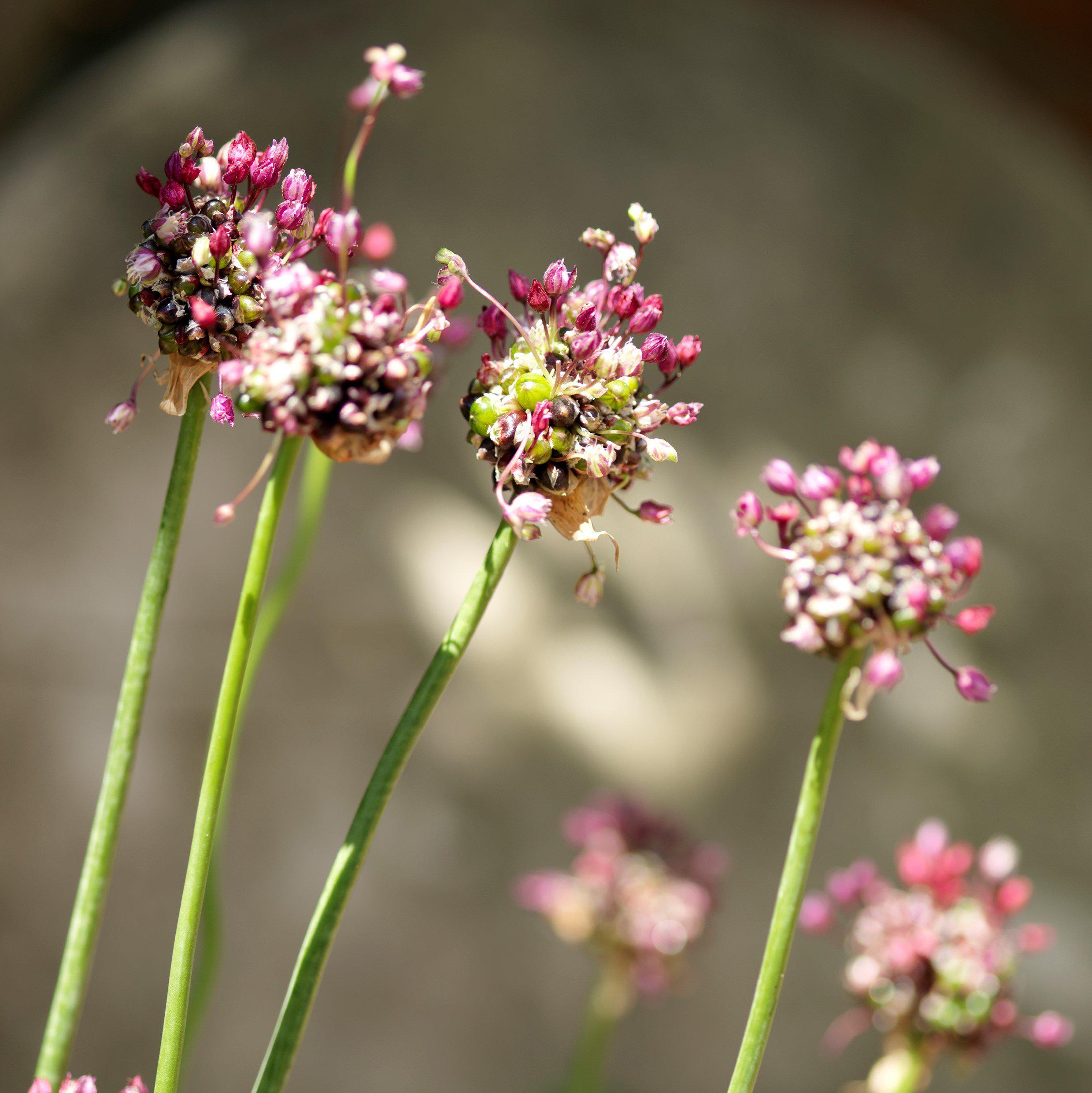 Allium - Vineale Dready