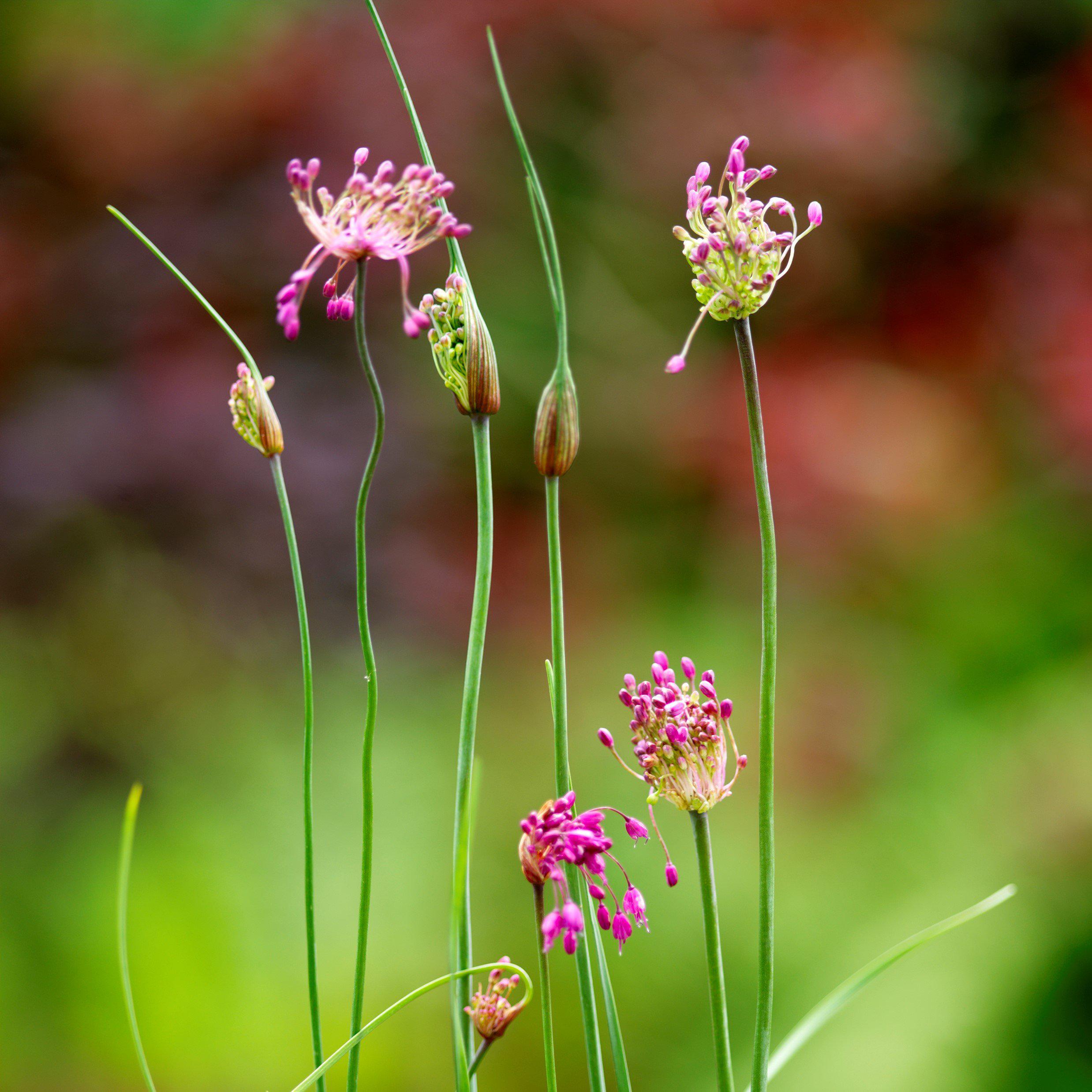 Allium - Vineale Dready