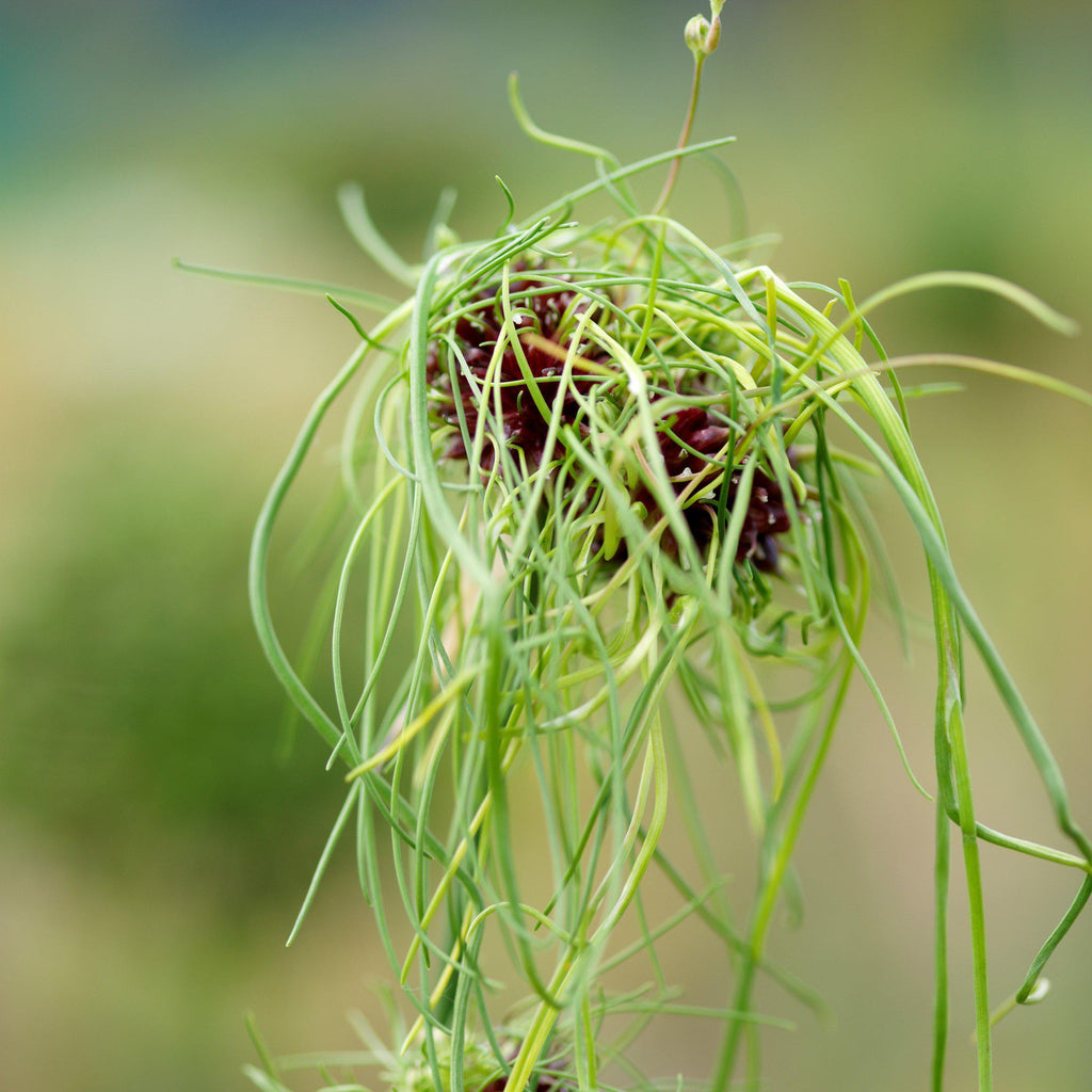 Allium - Vineale Dready