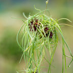 Allium - Vineale Dready