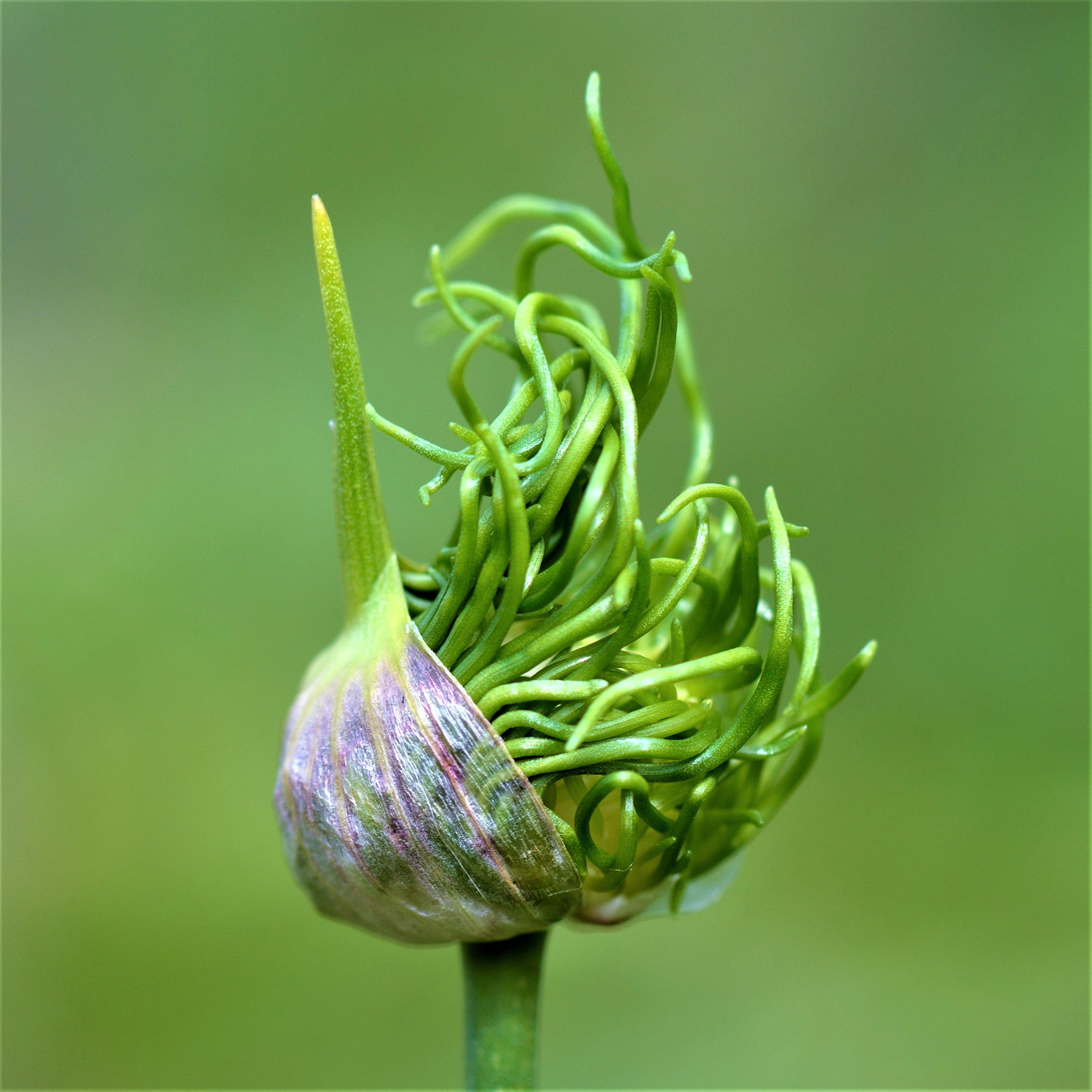 Allium - Vineale Dready