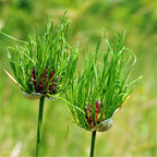 Allium - Vineale Dready