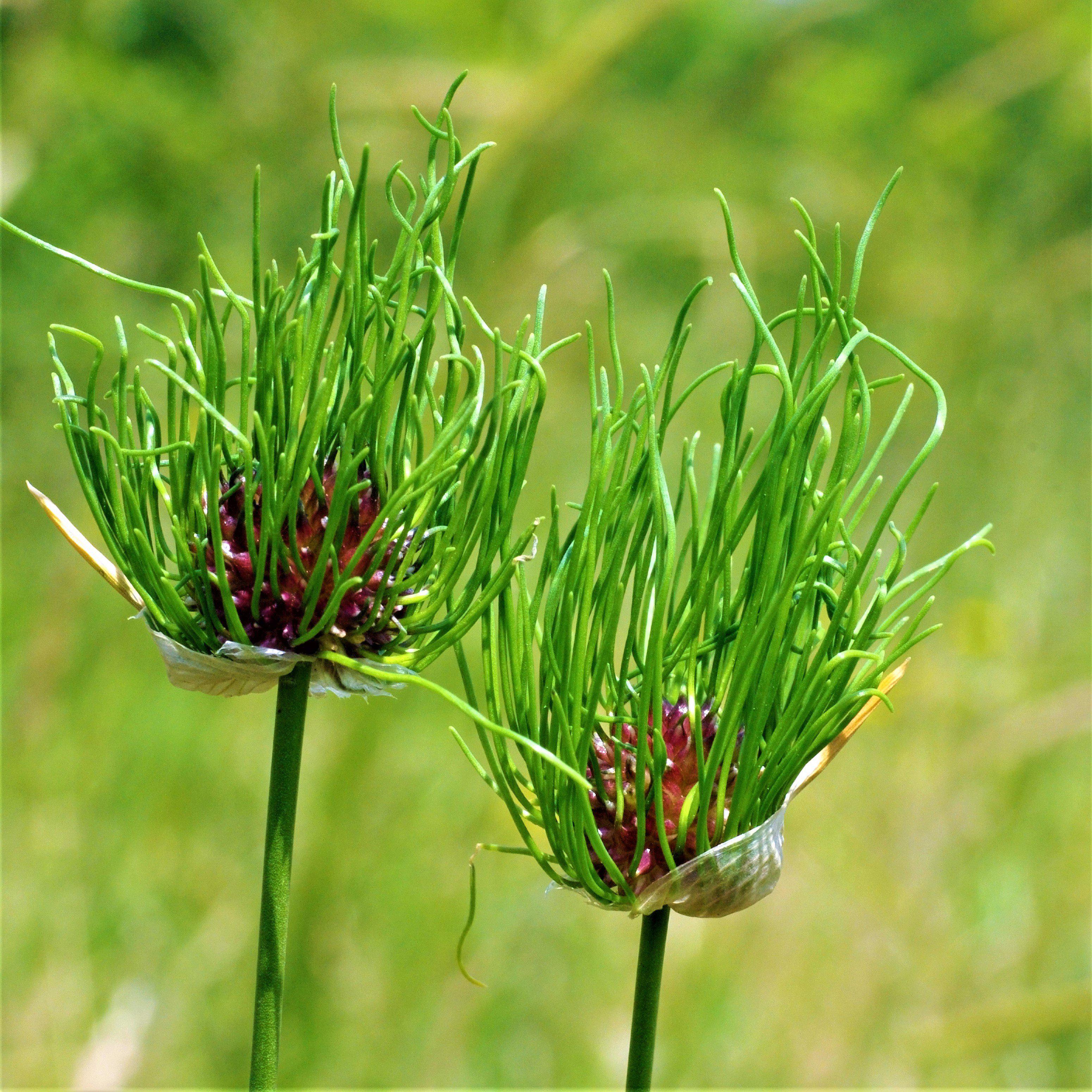 Allium - Vineale Dready