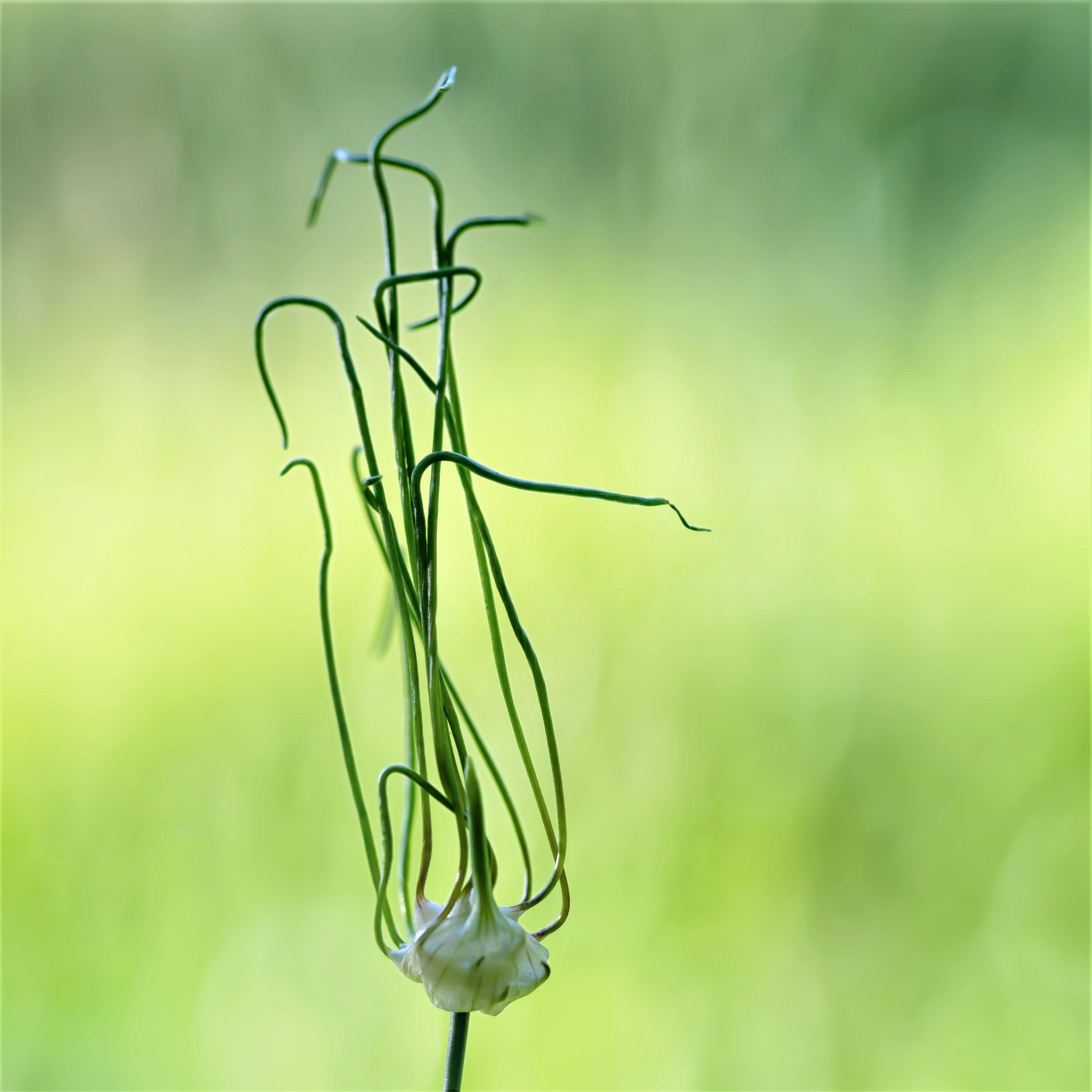 Allium - Vineale Dready