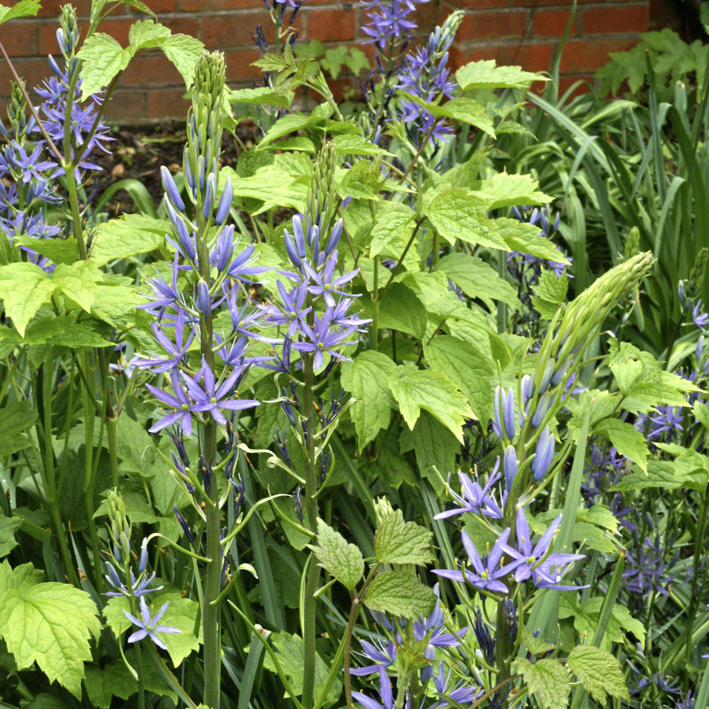 Camassia - Cusickii Wild Hyacinth