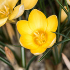 Crocus - Goldilocks
