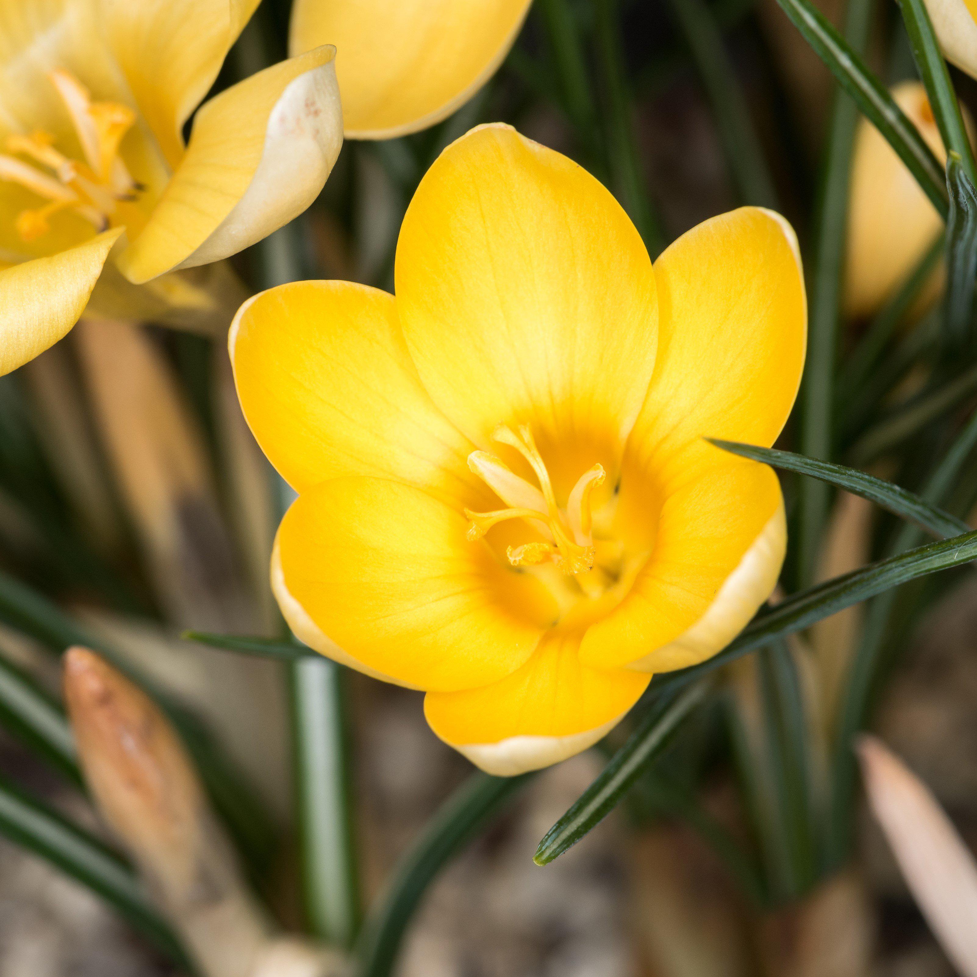 Crocus - Goldilocks