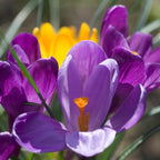 Crocus - Flower Record