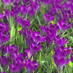 Crocus - Flower Record