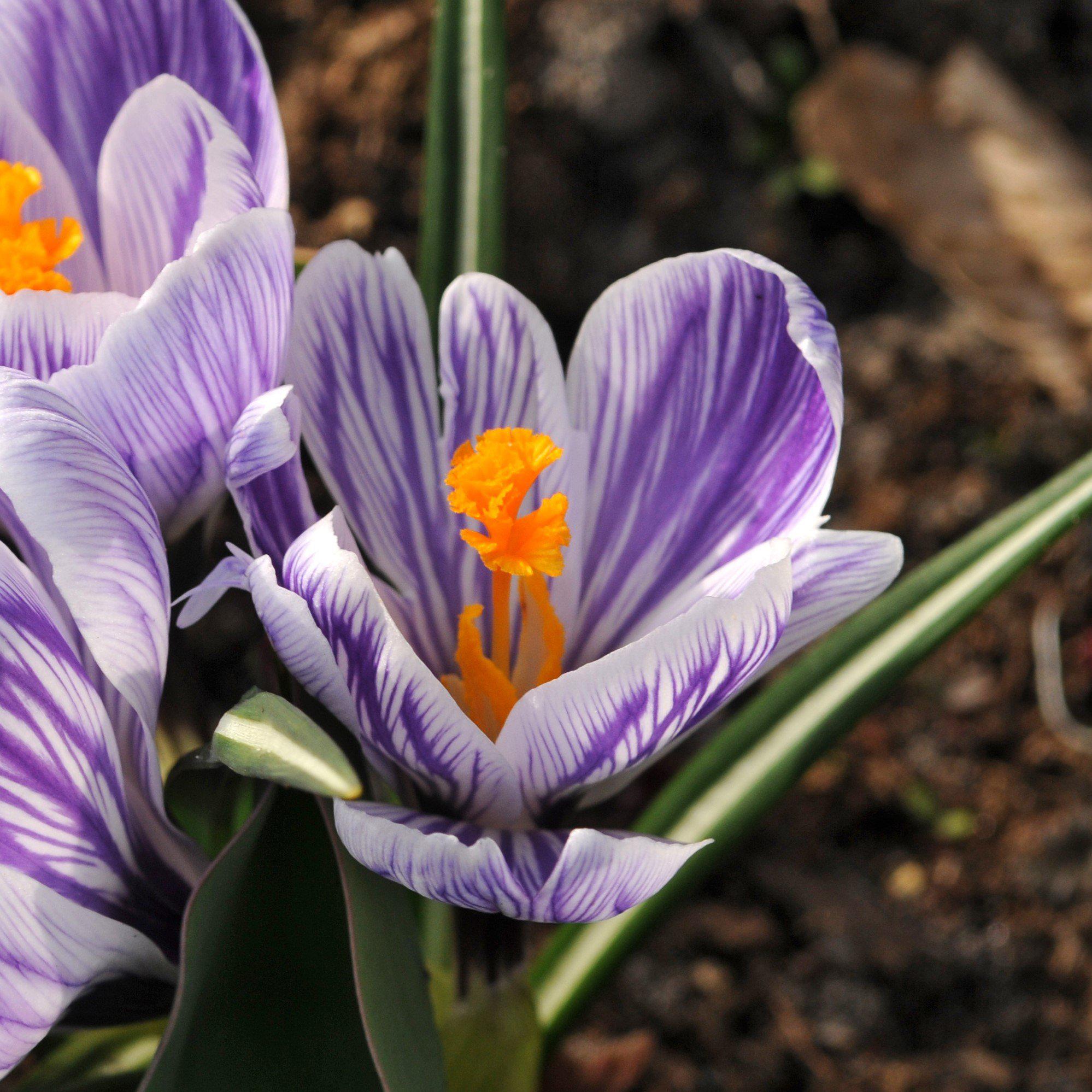 Crocus - King of the Striped
