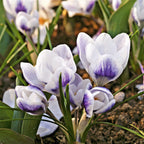 Crocus - Prins Claus
