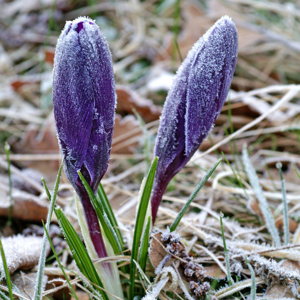 Crocus - Flower Record
