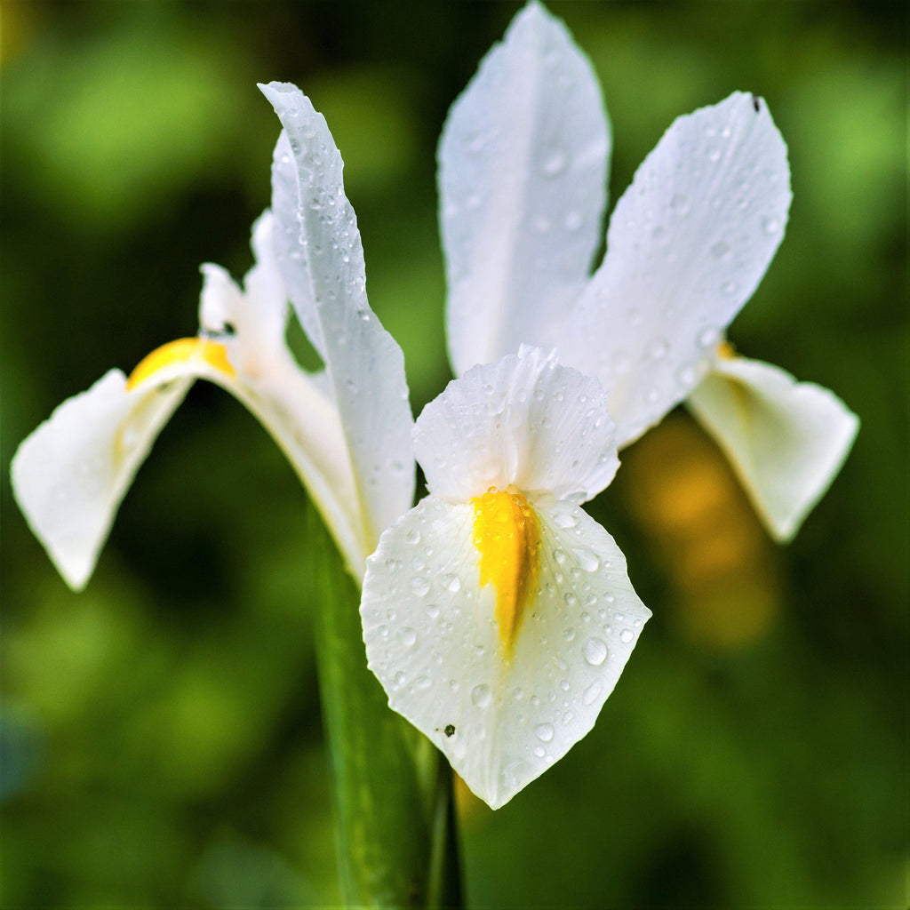 Dutch Iris - Casa Blanca