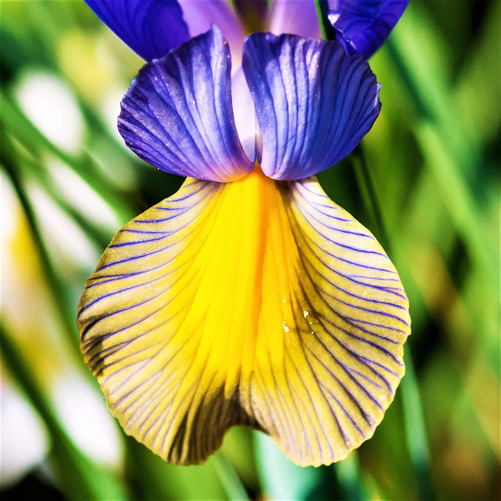 Dutch Iris - Mystic Beauty