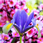 Dutch Iris - Mystic Beauty