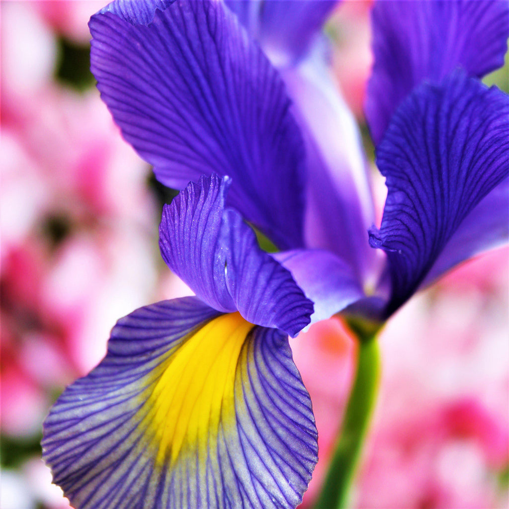 Dutch Iris - Mystic Beauty