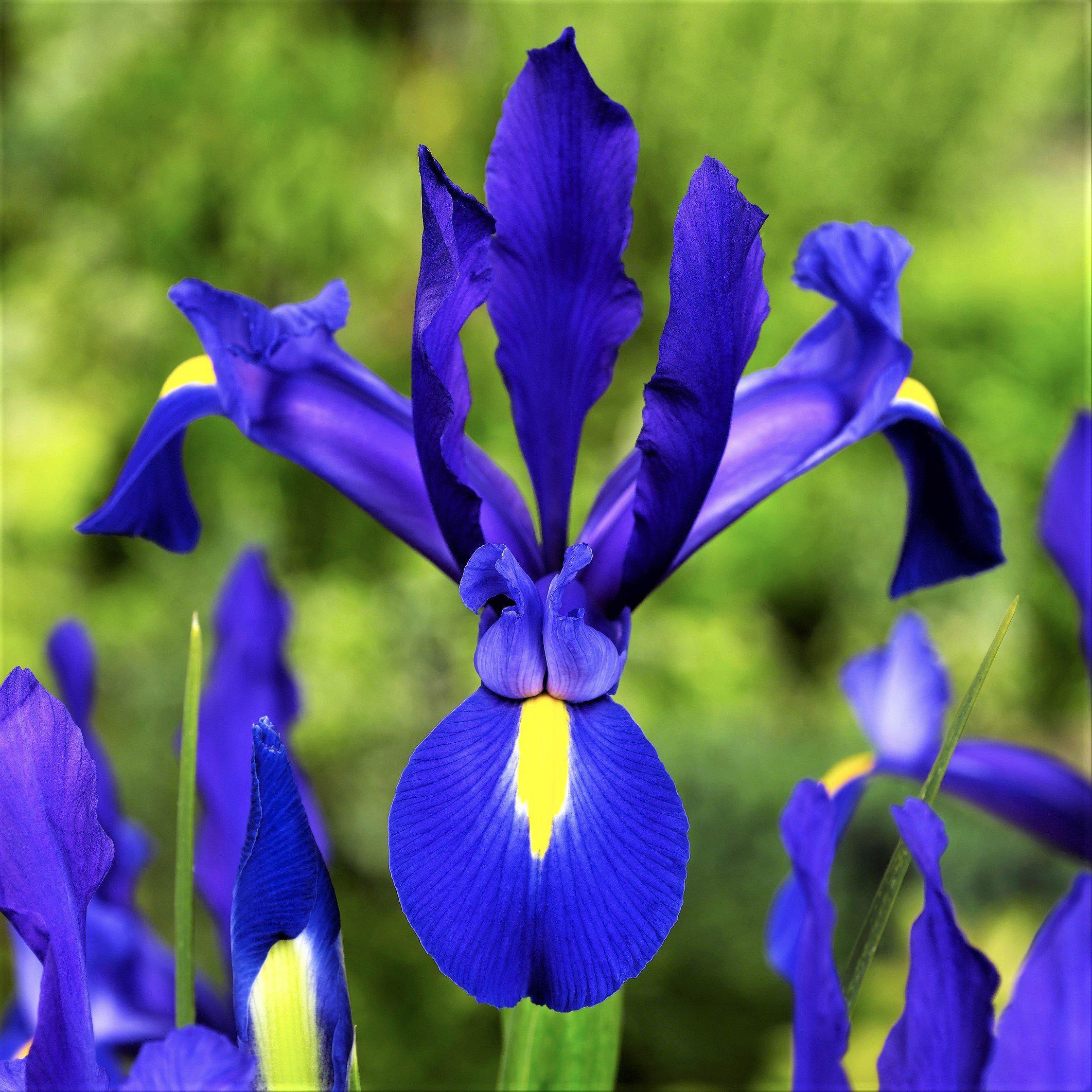 Dutch Iris - Telstar
