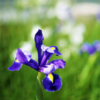 Dutch Iris - Telstar