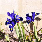 Dutch Iris - Telstar