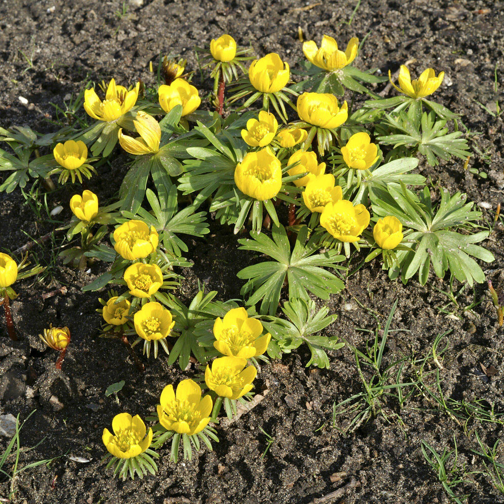 Eranthis - Winter Aconite