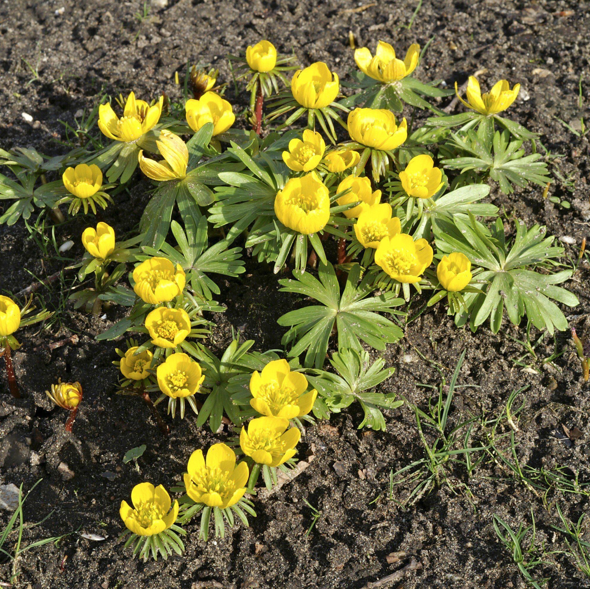 Eranthis - Winter Aconite