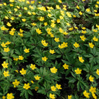 Eranthis - Winter Aconite
