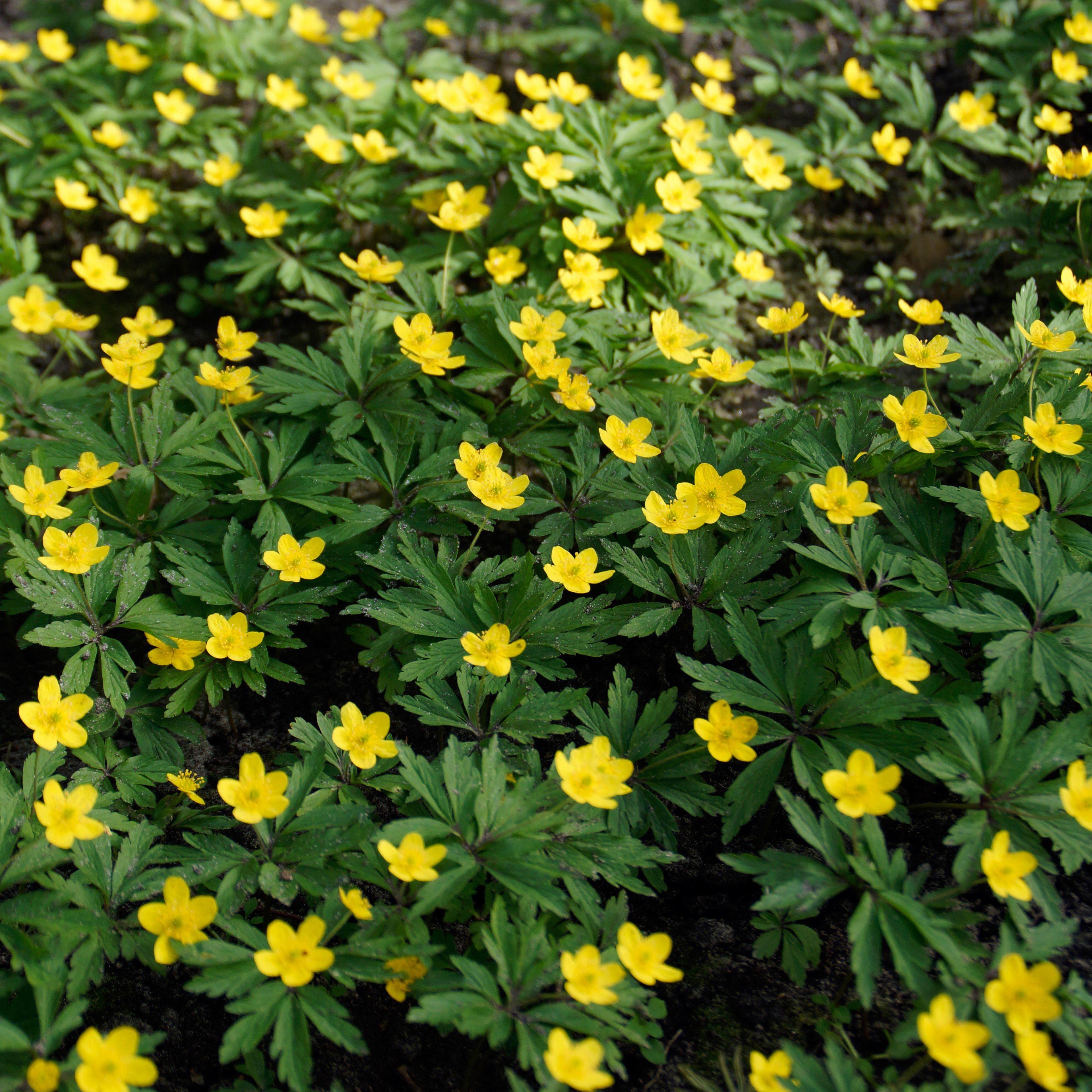 Eranthis - Winter Aconite