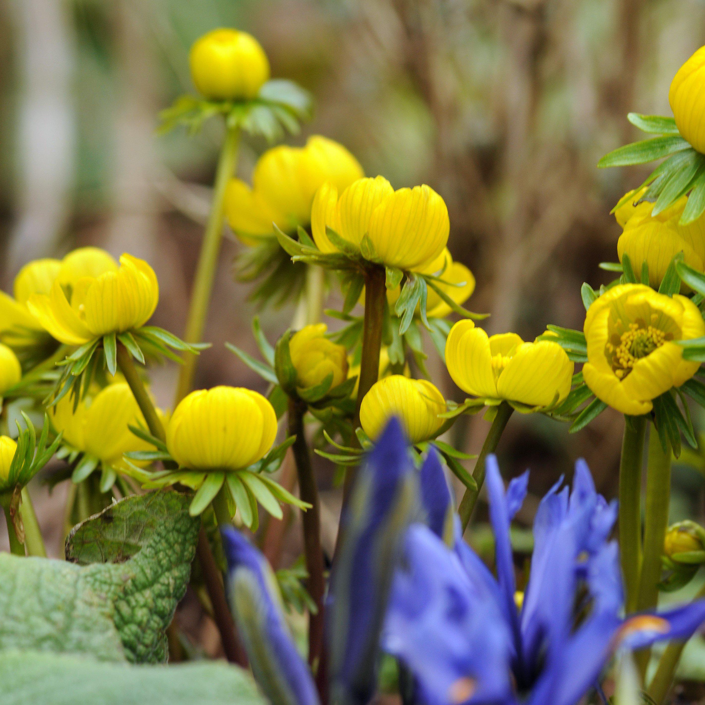 Eranthis - Winter Aconite