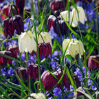 Fritillaria - Checkmate Mix