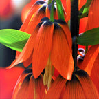 Fritillaria - Crown Imperial Red