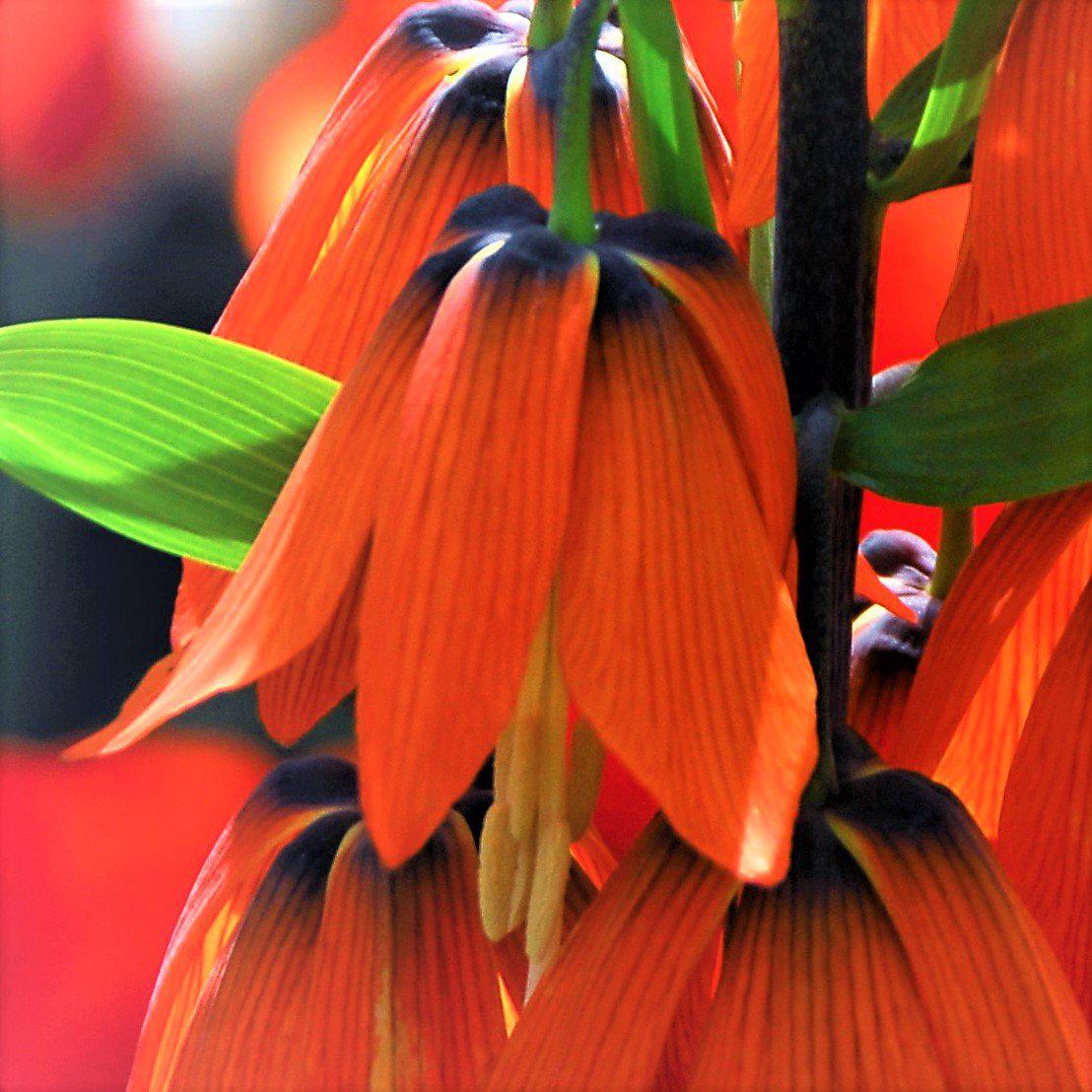 Fritillaria - Crown Imperial Red