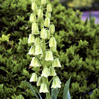 Fritillaria - Persica Alba